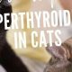 Best Food for Cats with Hyperthyroidism: Diet & Care Tips | World’s Most Delicious Foods: Must-Try Dishes from Every Country