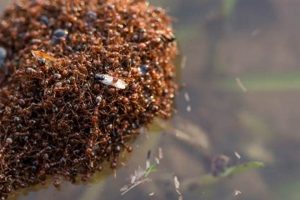 Ant Survival: How Long Can Ants Survive Without Food? (Tips) World’s Most Delicious Foods: Must-Try Dishes from Every Country Ant Survival: How Long Can Ants Survive Without Food? (Tips) | World’s Most Delicious Foods: Must-Try Dishes from Every Country