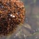 Ant Survival: How Long Can Ants Survive Without Food? (Tips) | World’s Most Delicious Foods: Must-Try Dishes from Every Country