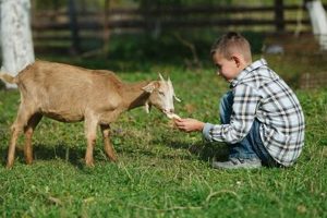 Goats & Dog Food: Can Goats Eat Dog Food Safely? World’s Most Delicious Foods: Must-Try Dishes from Every Country Goats & Dog Food: Can Goats Eat Dog Food Safely? | World’s Most Delicious Foods: Must-Try Dishes from Every Country