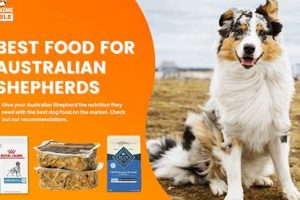 Guide: Best Dog Food for Australian Shepherd Puppy - Health! World’s Most Delicious Foods: Must-Try Dishes from Every Country Guide: Best Dog Food for Australian Shepherd Puppy - Health! | World’s Most Delicious Foods: Must-Try Dishes from Every Country