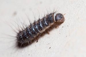 Spotting Larvae? Carpet Beetles Near Cat Food: Control Now! | World’s Most Delicious Foods: Must-Try Dishes from Every Country