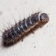 Spotting Larvae? Carpet Beetles Near Cat Food: Control Now! | World’s Most Delicious Foods: Must-Try Dishes from Every Country