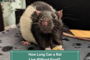 Can Rats Last? How Long Can a Rat Survive Without Food + Tips | World’s Most Delicious Foods: Must-Try Dishes from Every Country