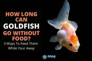Care Tips: How Long Can Goldfish Last Without Food? + | World’s Most Delicious Foods: Must-Try Dishes from Every Country