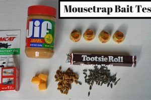 Top Choices: Best Food for Mouse Trap Bait + Tips | World’s Most Delicious Foods: Must-Try Dishes from Every Country