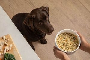 Best Dog Food for IBS: Soothe Your Dog's Gut! | World’s Most Delicious Foods: Must-Try Dishes from Every Country