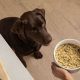 Best Dog Food for IBS: Soothe Your Dog's Gut! | World’s Most Delicious Foods: Must-Try Dishes from Every Country
