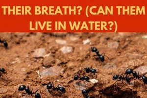 Can Ants Last? How Long Can Ants Live Without Food+Tips | World’s Most Delicious Foods: Must-Try Dishes from Every Country