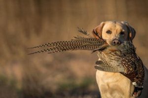 Best Dog Food for Hunting Dogs: Fuel the Hunt! | World’s Most Delicious Foods: Must-Try Dishes from Every Country