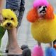 Dog Skin: Does Food Coloring Irritate Your Pup's Skin? | World’s Most Delicious Foods: Must-Try Dishes from Every Country
