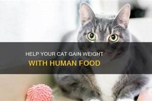 Best Human Food for Cats to Gain Weight [Guide] | World’s Most Delicious Foods: Must-Try Dishes from Every Country