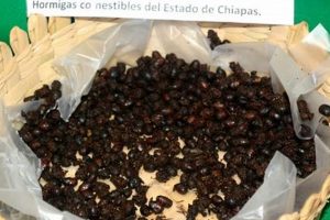 Exploring Strange Mexican Food: A Culinary Trip to Mexico | World’s Most Delicious Foods: Must-Try Dishes from Every Country