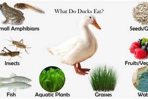 Can Ducks Eat Cat Food? The Feline Food Duck Dilemma! | World’s Most Delicious Foods: Must-Try Dishes from Every Country