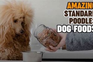 Best Standard Poodle Dog Food: Diet &amp; Health Tips | World’s Most Delicious Foods: Must-Try Dishes from Every Country