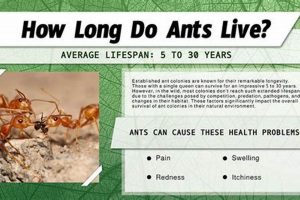 Ant Survival: How Long Can Ants Live Without Food? Facts | World’s Most Delicious Foods: Must-Try Dishes from Every Country