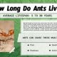 Ant Survival: How Long Can Ants Live Without Food? Facts | World’s Most Delicious Foods: Must-Try Dishes from Every Country
