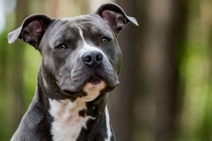 Top Picks: Best Dog Food for American Staffordshire Terriers Guide | World’s Most Delicious Foods: Must-Try Dishes from Every Country