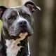 Top Picks: Best Dog Food for American Staffordshire Terriers Guide | World’s Most Delicious Foods: Must-Try Dishes from Every Country