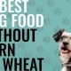Best Dog Food Without Wheat: Health & Reviews | World’s Most Delicious Foods: Must-Try Dishes from Every Country