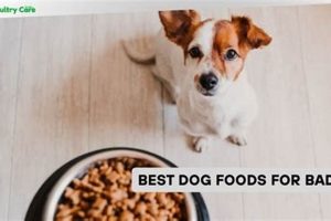 Best Dog Food for Bad Breath: Fresher Kisses! World’s Most Delicious Foods: Must-Try Dishes from Every Country Best Dog Food for Bad Breath: Fresher Kisses! | World’s Most Delicious Foods: Must-Try Dishes from Every Country