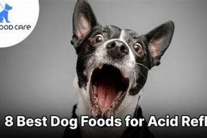 The Best Food for Acid Reflux in Dogs: Diet Tips & More World’s Most Delicious Foods: Must-Try Dishes from Every Country The Best Food for Acid Reflux in Dogs: Diet Tips & More | World’s Most Delicious Foods: Must-Try Dishes from Every Country