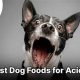 The Best Food for Acid Reflux in Dogs: Diet Tips &amp; More | World’s Most Delicious Foods: Must-Try Dishes from Every Country