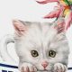 Best Happy Cat Cat Food: A Guide for Healthy Felines | World’s Most Delicious Foods: Must-Try Dishes from Every Country