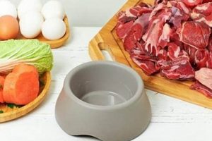 Best No Carb Dog Food: Fueling Your Dog's Health | World’s Most Delicious Foods: Must-Try Dishes from Every Country