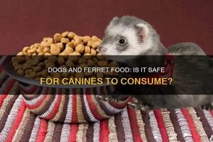 Is It Safe? Can Dogs Eat Ferret Food? Guide World’s Most Delicious Foods: Must-Try Dishes from Every Country Is It Safe? Can Dogs Eat Ferret Food? Guide | World’s Most Delicious Foods: Must-Try Dishes from Every Country