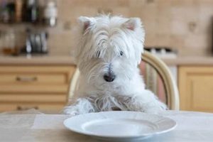 Top Choices: Best Food for Westies - Diet Guide World’s Most Delicious Foods: Must-Try Dishes from Every Country Top Choices: Best Food for Westies - Diet Guide | World’s Most Delicious Foods: Must-Try Dishes from Every Country