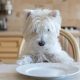 Top Picks: Best Dog Food for Westies (Reviewed & Rated) | World’s Most Delicious Foods: Must-Try Dishes from Every Country