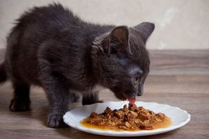 Is Cat Food Gravy Only Good? A Flavorful Guide World’s Most Delicious Foods: Must-Try Dishes from Every Country Is Cat Food Gravy Only Good? A Flavorful Guide | World’s Most Delicious Foods: Must-Try Dishes from Every Country