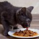 Is Cat Food Gravy Only Good? A Flavorful Guide | World’s Most Delicious Foods: Must-Try Dishes from Every Country