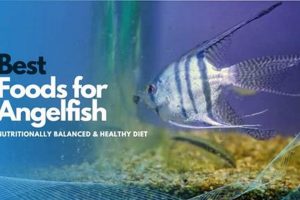 Top Foods: Best Food for Angelfish Guide & Review | World’s Most Delicious Foods: Must-Try Dishes from Every Country