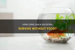 Can Goldfish Survive? How Long Without Food Safe Span | World’s Most Delicious Foods: Must-Try Dishes from Every Country