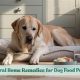 Natural Help: How to Treat Dog Food Poisoning at Home Easily | World’s Most Delicious Foods: Must-Try Dishes from Every Country