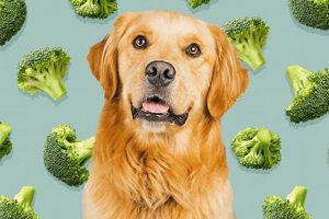 Best Broccoli Dog Food: Healthy & Delicious Recipes World’s Most Delicious Foods: Must-Try Dishes from Every Country Best Broccoli Dog Food: Healthy & Delicious Recipes | World’s Most Delicious Foods: Must-Try Dishes from Every Country
