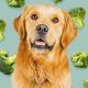 Best Broccoli Dog Food: Healthy & Delicious Recipes | World’s Most Delicious Foods: Must-Try Dishes from Every Country