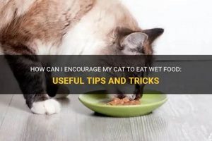 Help! How Can I Get My Cat to Eat Wet Food? - Tips World’s Most Delicious Foods: Must-Try Dishes from Every Country Help! How Can I Get My Cat to Eat Wet Food? - Tips | World’s Most Delicious Foods: Must-Try Dishes from Every Country