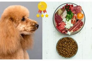 Top Poodle Food: The Best Diet for Your Poodle's Health World’s Most Delicious Foods: Must-Try Dishes from Every Country Top Poodle Food: The Best Diet for Your Poodle's Health | World’s Most Delicious Foods: Must-Try Dishes from Every Country