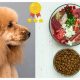 Top Poodle Food: The Best Diet for Your Poodle's Health | World’s Most Delicious Foods: Must-Try Dishes from Every Country