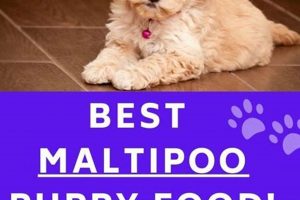 The Best Puppy Food for Maltipoos: Brands & Guide World’s Most Delicious Foods: Must-Try Dishes from Every Country The Best Puppy Food for Maltipoos: Brands & Guide | World’s Most Delicious Foods: Must-Try Dishes from Every Country
