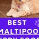 The Best Puppy Food for Maltipoos: Brands & Guide | World’s Most Delicious Foods: Must-Try Dishes from Every Country