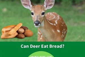 Can Deer Eat Cat Food? +Tips To Stop Deer Eating Cat Food | World’s Most Delicious Foods: Must-Try Dishes from Every Country