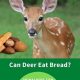 Can Deer Eat Cat Food? +Tips To Stop Deer Eating Cat Food | World’s Most Delicious Foods: Must-Try Dishes from Every Country