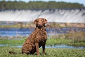 Guide: Best Food for Chesapeake Bay Retriever Dogs [2024] | World’s Most Delicious Foods: Must-Try Dishes from Every Country