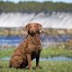 Guide: Best Food for Chesapeake Bay Retriever Dogs [2024] | World’s Most Delicious Foods: Must-Try Dishes from Every Country