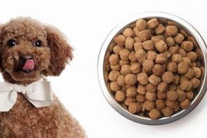 Top Picks: Best Dog Food for Poodle Puppies (2024) World’s Most Delicious Foods: Must-Try Dishes from Every Country Top Picks: Best Dog Food for Poodle Puppies (2024) | World’s Most Delicious Foods: Must-Try Dishes from Every Country