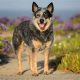 Top Choices: Best Food for Australian Cattle Dogs Guide | World’s Most Delicious Foods: Must-Try Dishes from Every Country